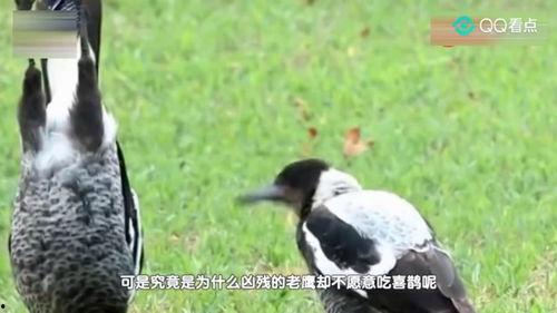 喜鹊为什么吃瓜,揭秘鸟类饮食习惯的奥秘