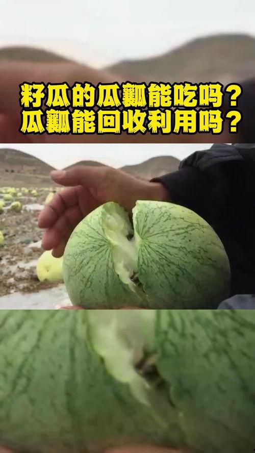 产后可以吃籽瓜,籽瓜助力妈妈健康恢复