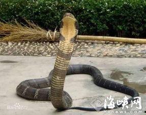 眼镜王蛇,神秘森林中的王者传奇